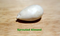 nuts - one almond - title